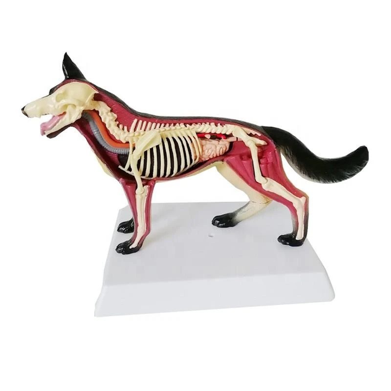 Animal Anatomical Models suppliers