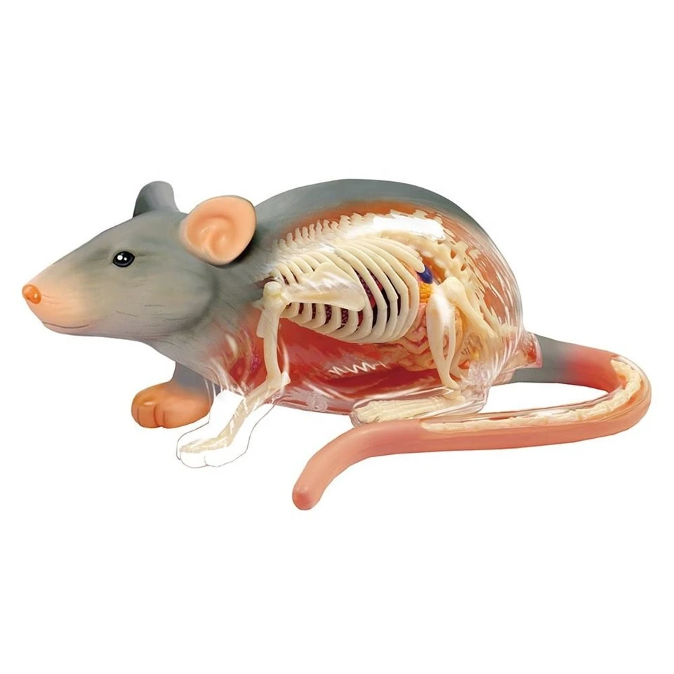 Animal Anatomical Models factory