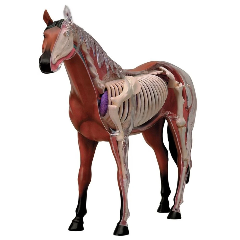 Animal Anatomical Models best